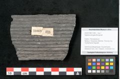 Foto (Objekt + Etikett) von Sigillaria elongata Brongniart (NHMW-GEO-2024-0188-11069)